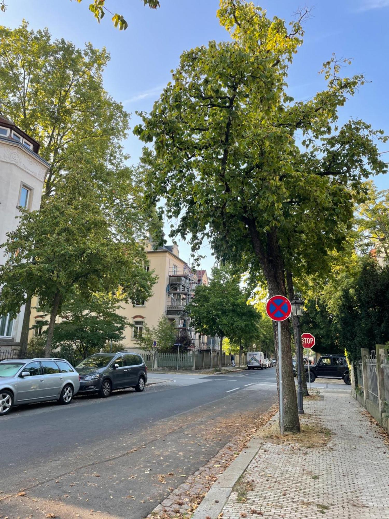 Toni Charming Apartment Im Idyllischem Villenviertel Mit Netflix Dresden Eksteriør bilde